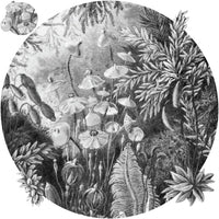 Fairytale Black and White – Koło Standard Wallpaper