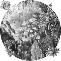 Fairytale Black and White – Koło Standard Wallpaper