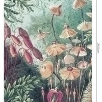 Fairytale – Standard Bow Wallpaper