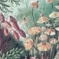 Fairytale – Standard Bow Wallpaper