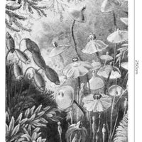 Fairytale B&W – Bow Standard Wallpaper