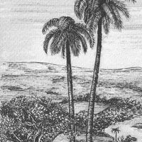 Palm – Standard Arc Wallpaper