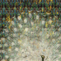 Peacock – Standard Bow Wallpaper