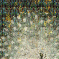 Peacock – Standard Bow Wallpaper