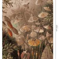 Fairytale Classic – Tapeta Łuk Standard
