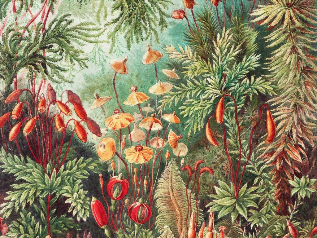 Fairytale Vivid – Tapeta na míru