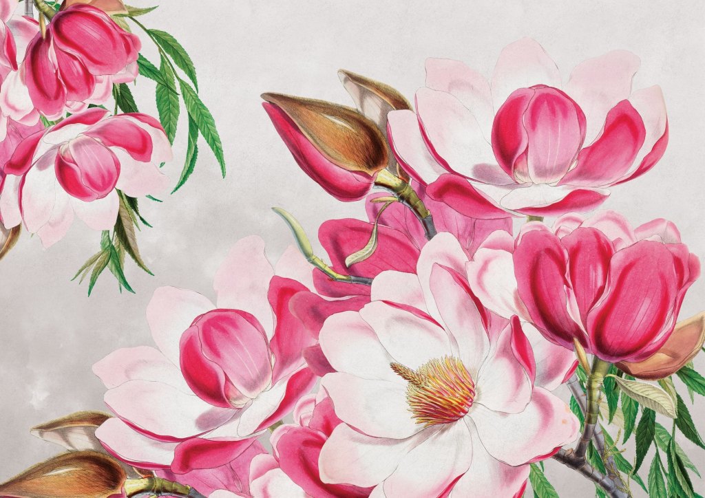 Magnolia – Tapeta na wymiar