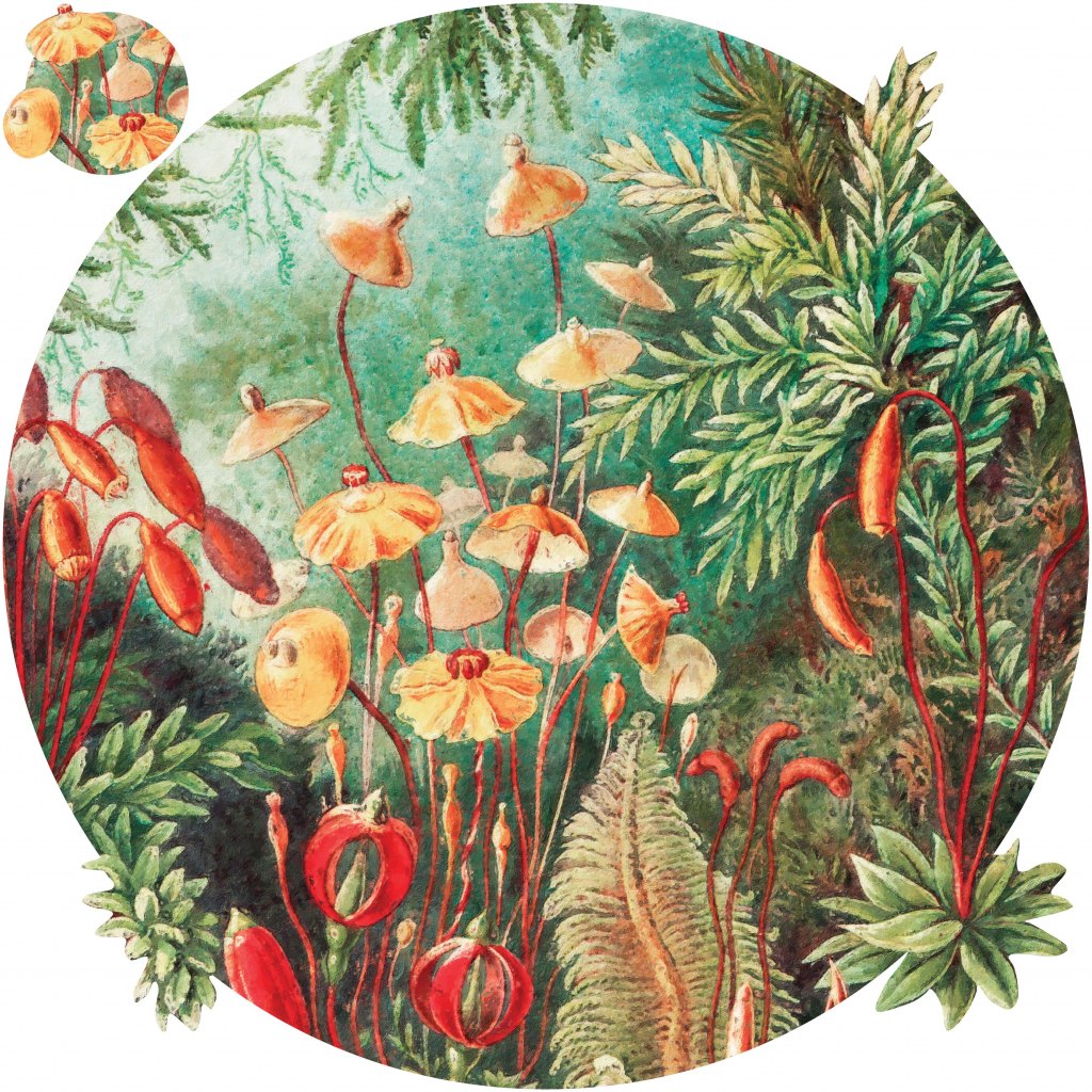 Fairytale Vivid – Tapeta Koło Standard