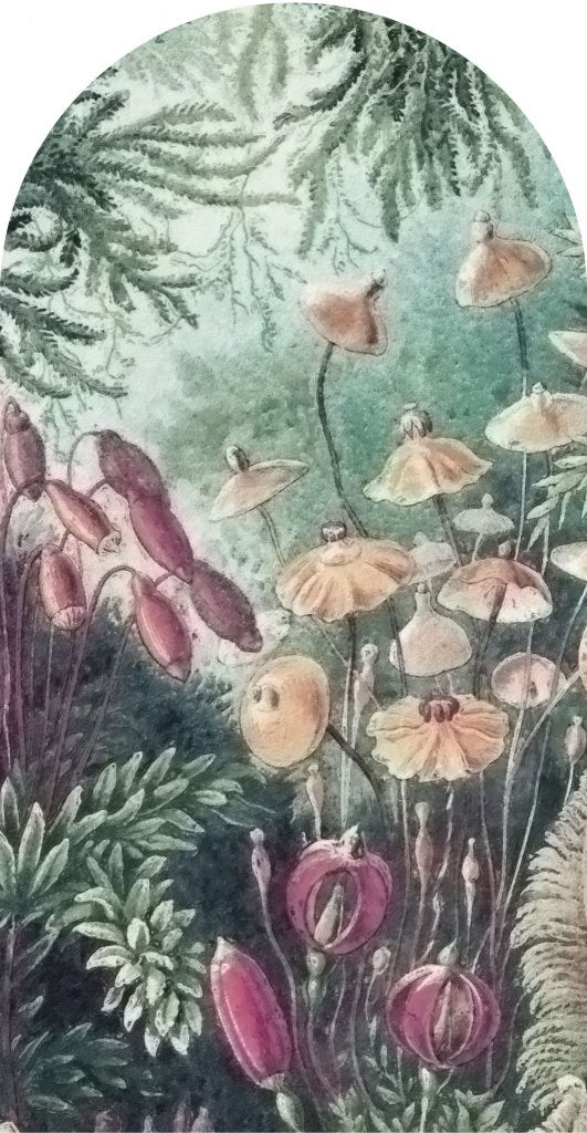 Fairytale – Tapeta Łuk Standard